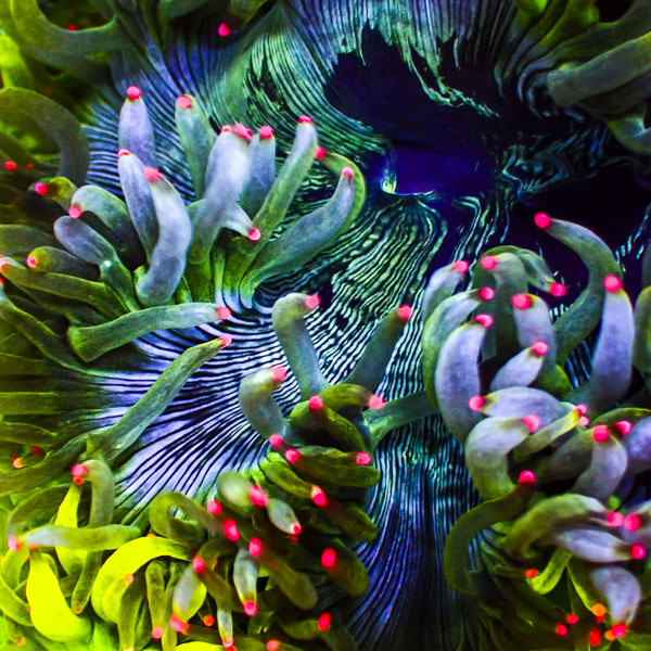 Catalaphyllia MC Frozen Reef