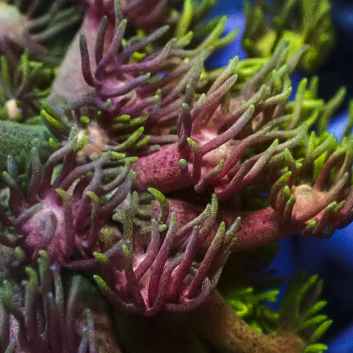 Goniopora Multicolor Majesty
