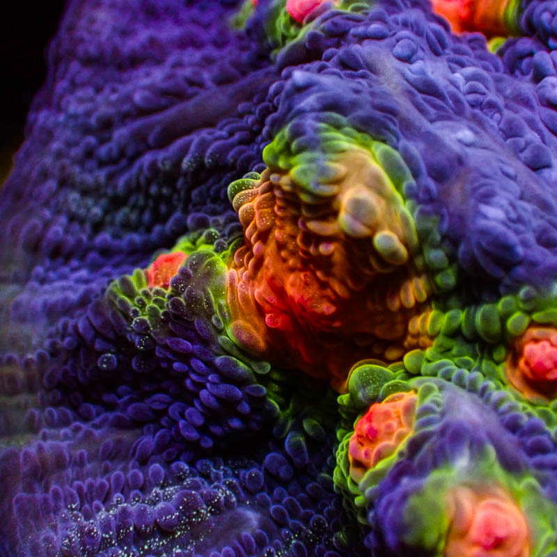 Chalice Purple Neon – Orangene Münder & giftgrünes Edge