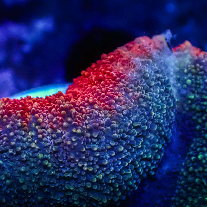 Lobophyllia MC Galaxy Pebble Frag 2