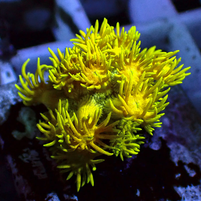 Goniopora Citrus Radiance