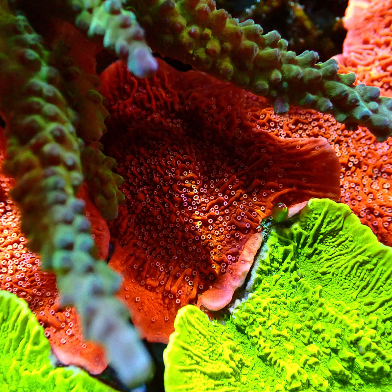 Montipora Rot Frag 20