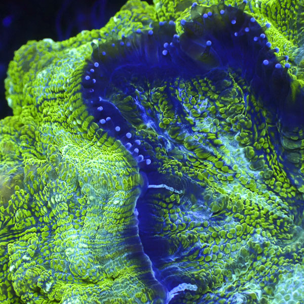Acanthophyllia MC Kryptonite