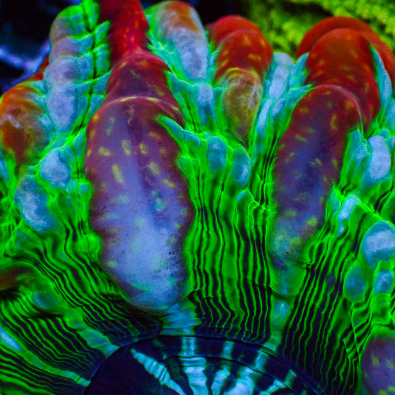 Cynarina MC Green Fire