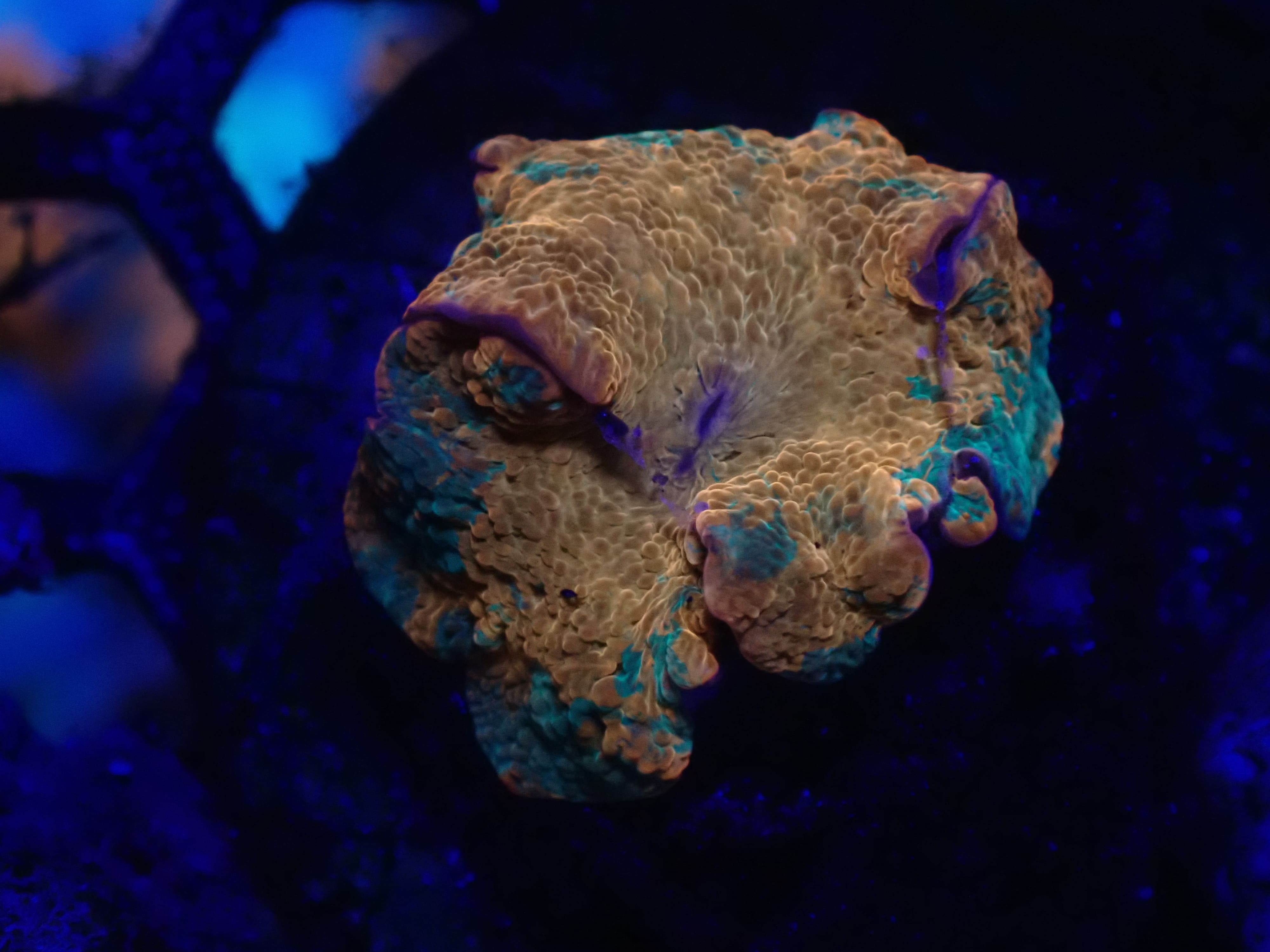 Candy Crush Purple Monster DNZ