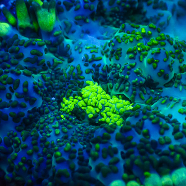 Rhodactis MC Blue Mirage Pulse