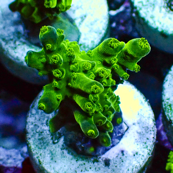 Acropora Ultra Grün
