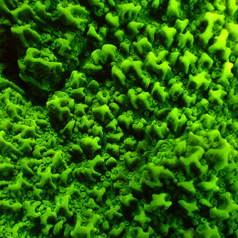 Montipora Grün Frag 11