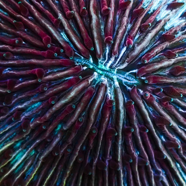 Fungia MC Plasma Rainbow