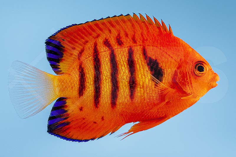 Flammenzwerg Kaiser (Centropyge Loricula)