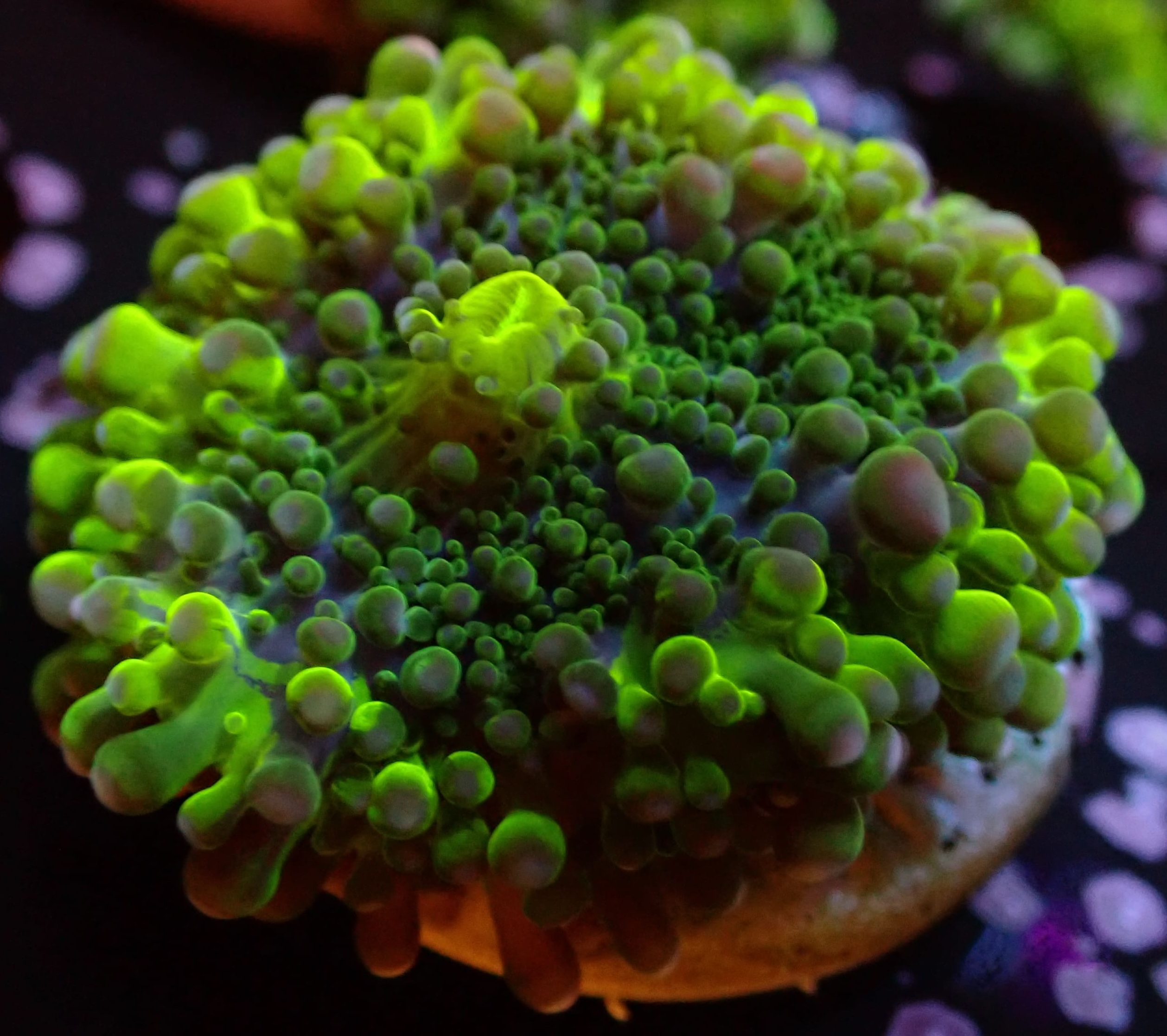 Ricordea Yuma ultra grün DNZ