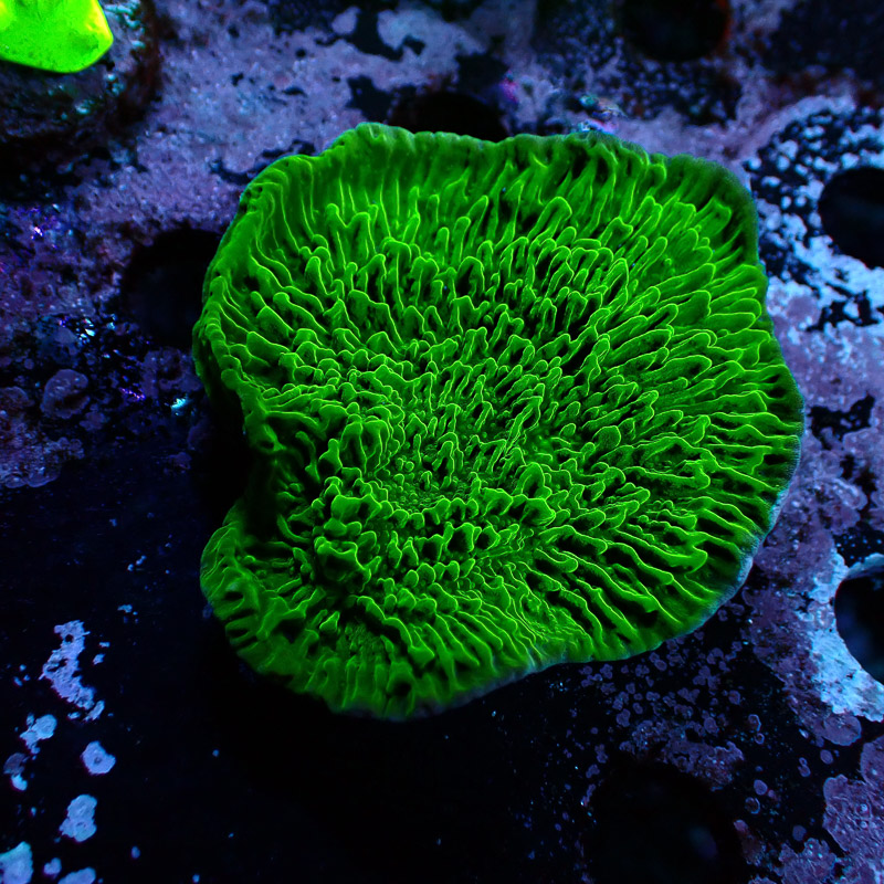 Montipora Grün Frag 05