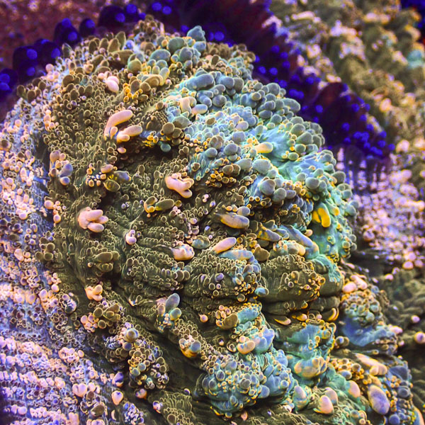 Acanthophyllia MC Dragon Bronze
