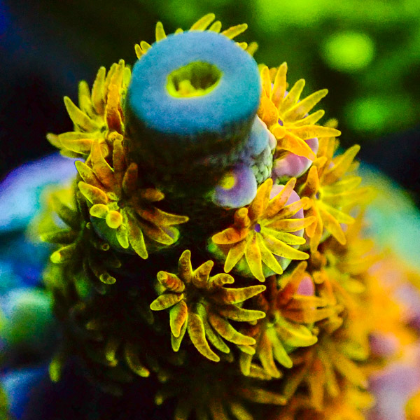 Acropora WWC Walt Disney