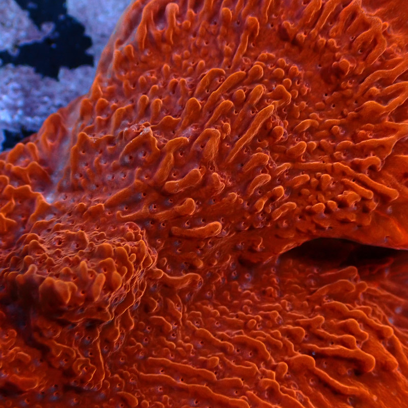 Montipora Rot Frag 05