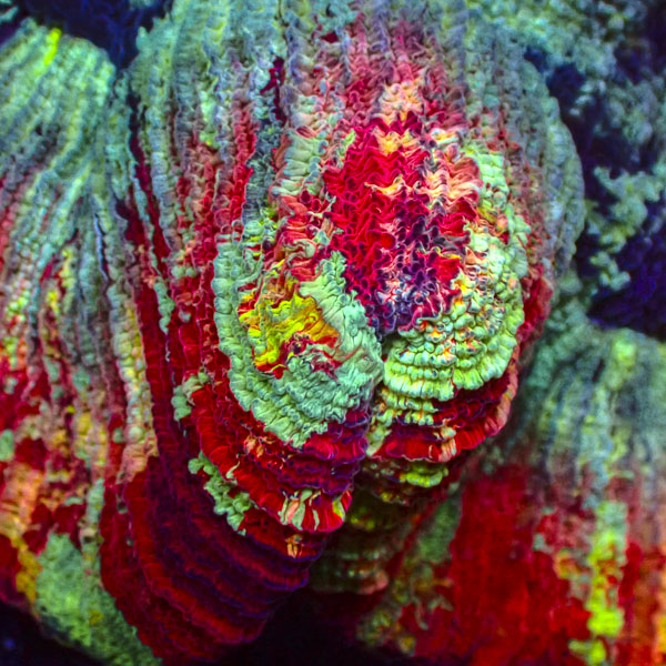 Trachyphyllia MC Turquoise Ember