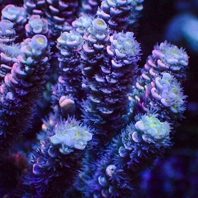 Acropora Crafted Homewrecker Lila Türkis