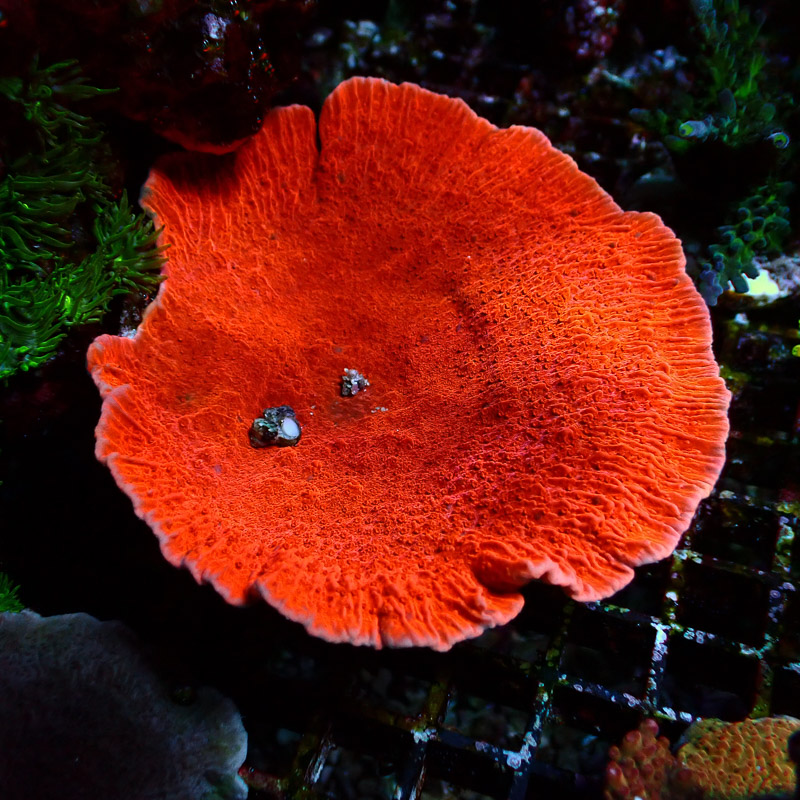 Montipora Rot Frag 21