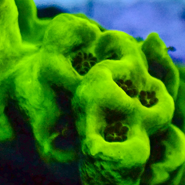 Acropora Ultra Grün