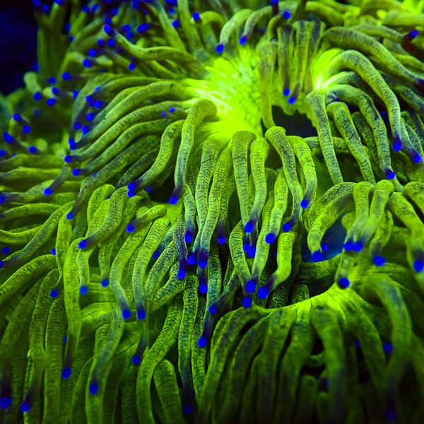 Catalaphyllia MC Cool Lime