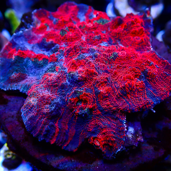 Chalice MC Bloodstorm