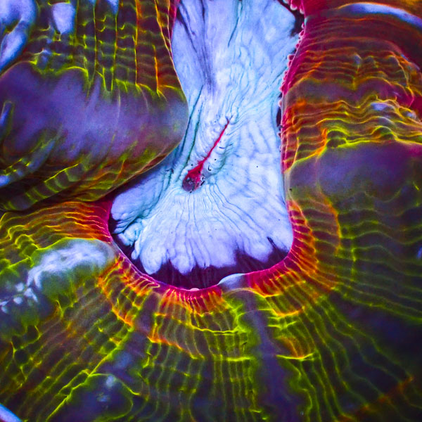 Cynarina MC Pandora Bloom