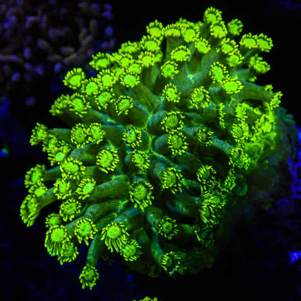 Goniopora MC Lemon-Lime Burst NZ CTO