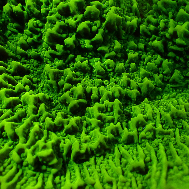 Montipora Grün Frag 15