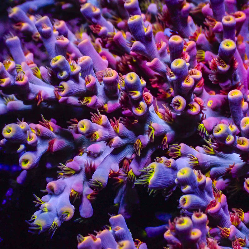 Acropora Speziosa Pink Dream – Extrem farbintensive Sammler-SPS