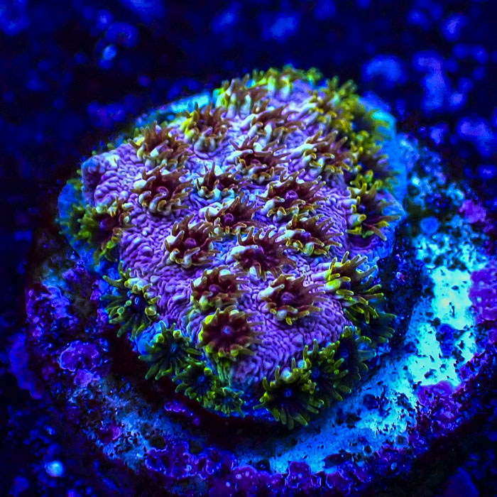 Cyphastrea Skittles Bomb Frag 03
