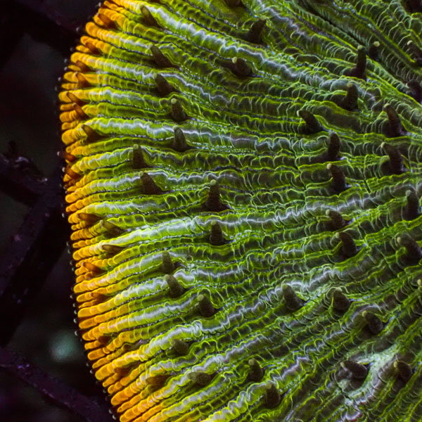 Fungia MC Lime Crown