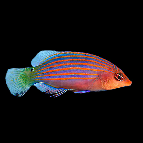 Sechsstreifen Lippfisch