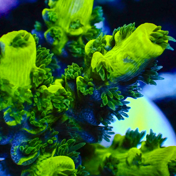 Acropora Ultra Grün