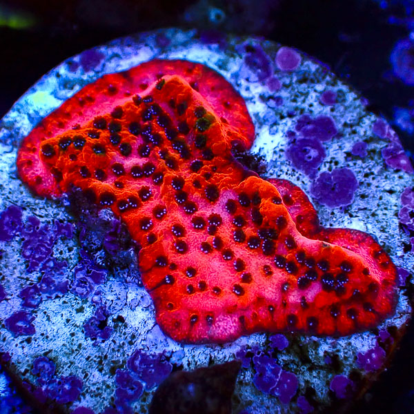 Montipora MC Mystic Sunset