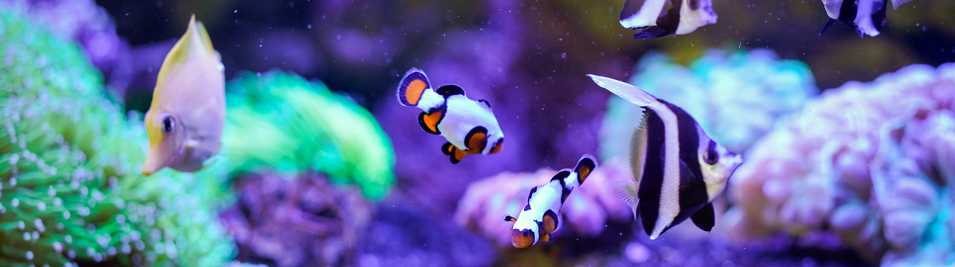 Lebendige Meerwasserfische im Schaubecken – artgerechte Haltung vor Ort