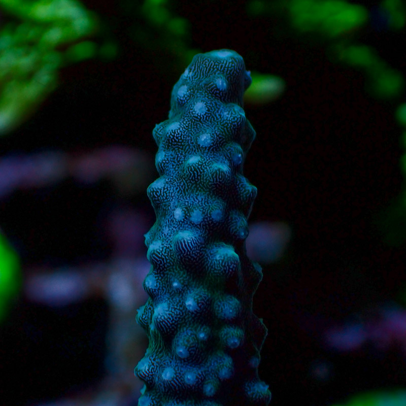Acropora