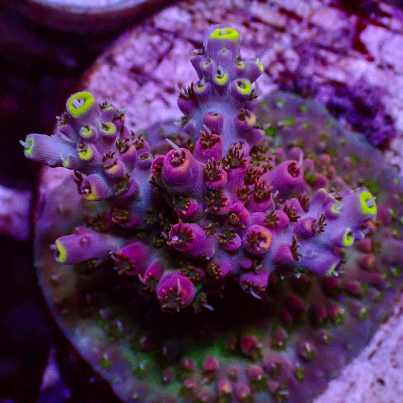 Acropora Crafted