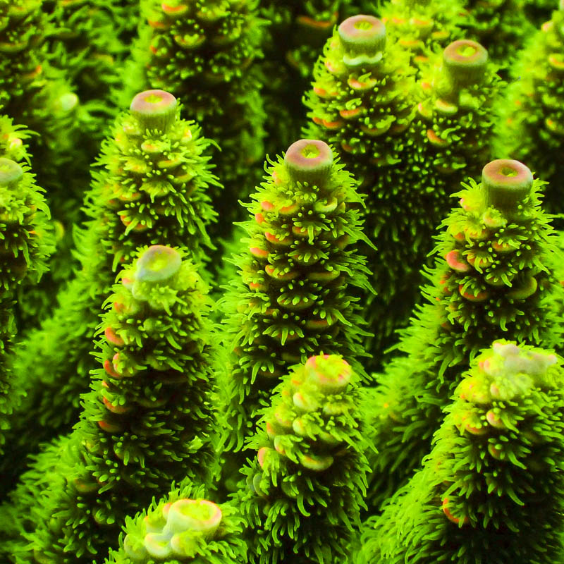 Acropora Walt Disney Ultra Grün-Orange