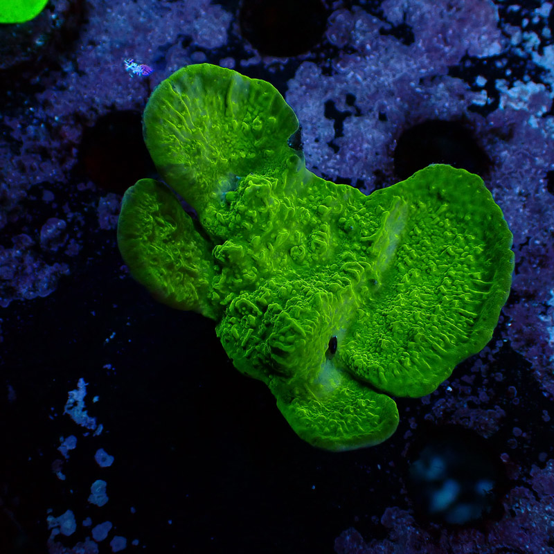 Montipora Grün Frag 03