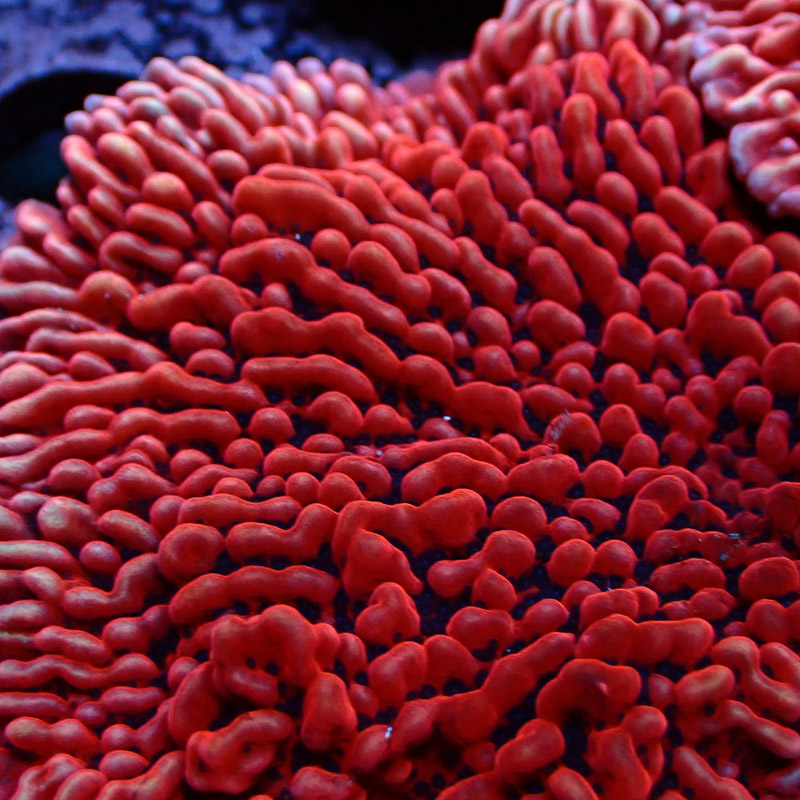 Montipora Mean Streak Frag 33