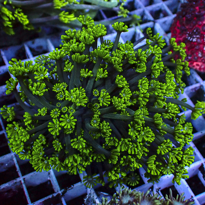 Alveopora Jade Radiance