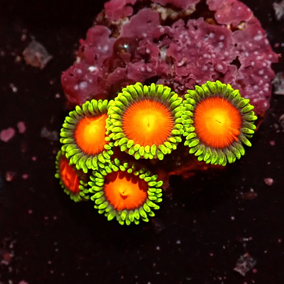 Zoanthus Red Dragon Eye (rare)