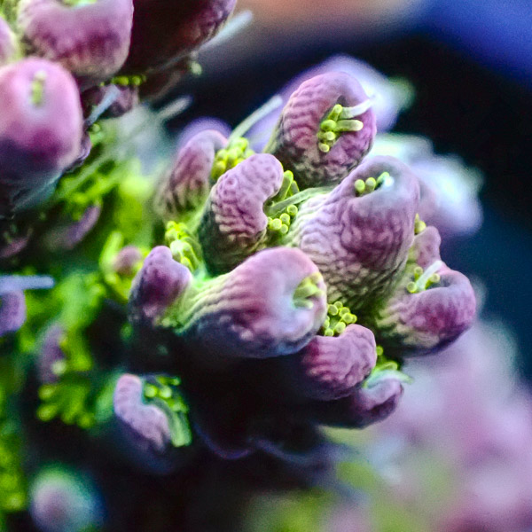 Acropora Lila/Grün