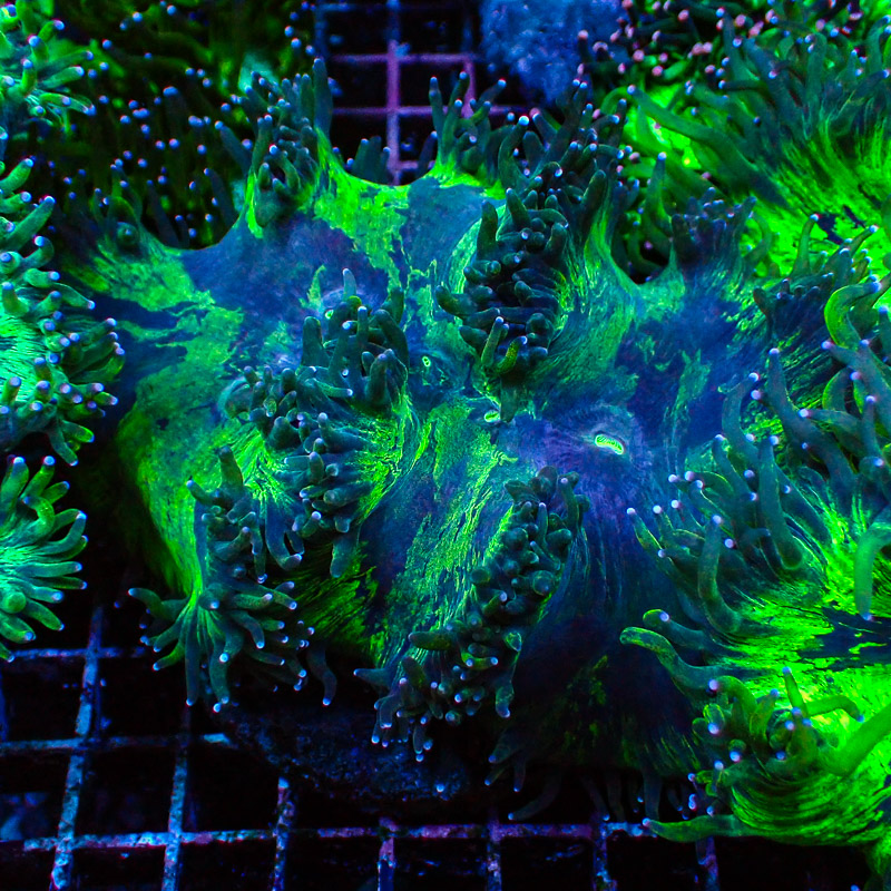 Catalaphyllia Blue Tip