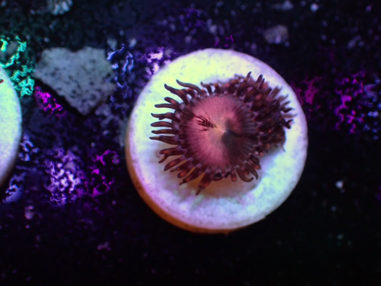 Palythoa Alien Explosion