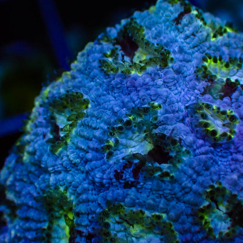 Goniastrea Blau Neon – Türkis-Hellgrüne Münder