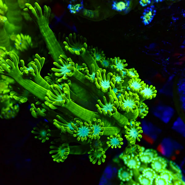 Alveopora MC Neon Hydra NZ CTO