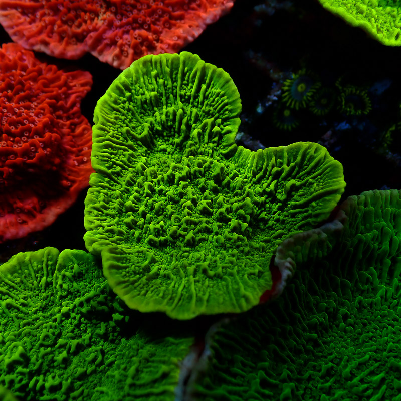 Montipora Grün Frag 13