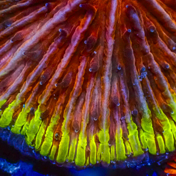 Fungia MC Pink Venom