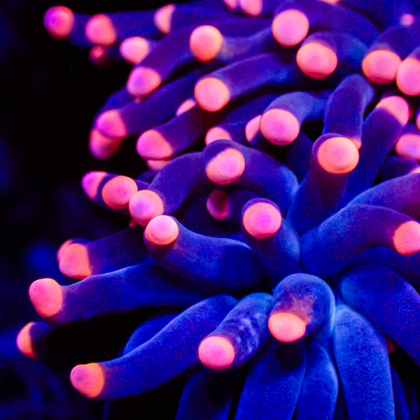 Euphyllia glabrescens